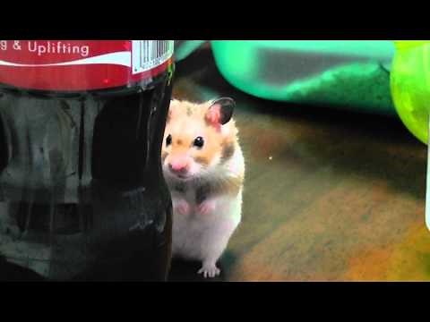 のぞき見ハムスター