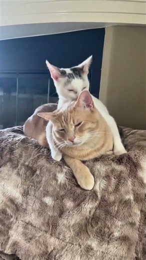 Penyebab kucing jarang mengeong ke pada sesama kucing🐱 #cat #kucing #kucinglucu #faktamenarik