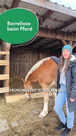 𝐁𝐨𝐫𝐫𝐞𝐥𝐢𝐨𝐬𝐞 𝐛𝐞𝐢𝐦 𝐏𝐟𝐞𝐫𝐝 🐎