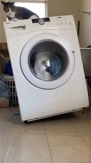 Washing Machine Rampage with Cat Rider