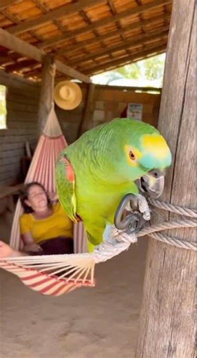 This parrot is always up to mischief! 😂🦜 #shortviral #pets #shorts #quickjokes #comedy #viral #funny