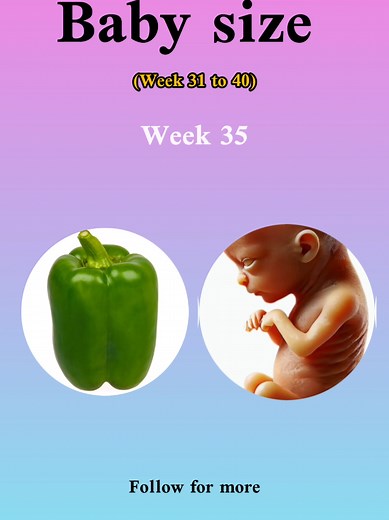 Pregnancy Progress: Week by Week Baby Growth Insights