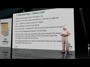 Pollination and Fertilisation of Maize (Part 2)