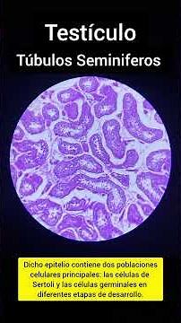 Seminiferous Tubules - Histology