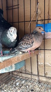 Pigeon and dove pair #pigeon #dove #birds #reels | Salman's Mini Zoo