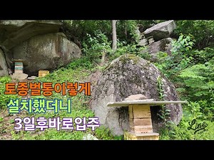 벌통설치후 토종벌입주 토종벌유인방법 토종벌받기 초보도이것만알면 토종벌받을수있음 산벌 토종꿀