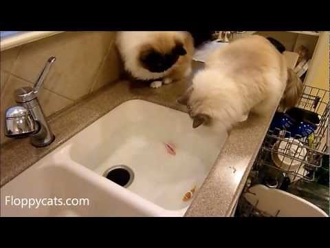 Ragdoll Cats Playing with Zuru Robo Robotic Fish - Floppycats