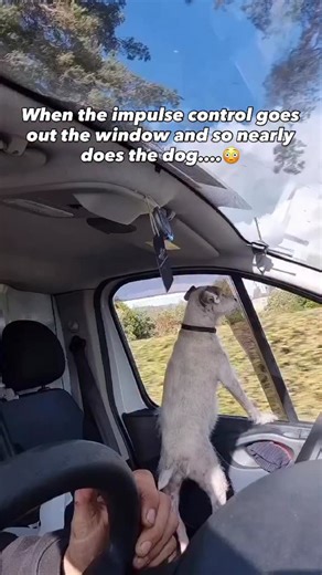 Cherry Hoggs | Dog Training on Instagram: "Impulse control isn’t just a nice skill — it’s essential. ✔️ It’s the difference between a dog who bolts out the door into traffic… and one who pauses, checks in, and stays safe. One second of impulse can lead to disaster. ✔️ Teaching your dog to wait, to think before acting, is one of the most powerful forms of obedience — and in some cases, it could literally save their life. ✔️ Impulse control is the foundation of calm behaviour, focus, and trust. It