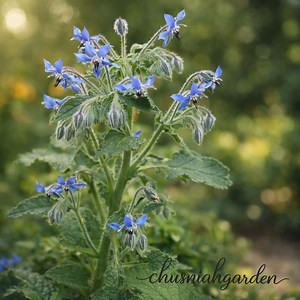 Borage Seeds | Blue Star Flower Herb, Edible Garden, Pollinator Friendly (heirloom, Non-gmo) - Etsy
