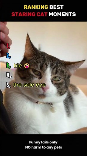 Ranking Best Staring Cat Moments 👀🐱 #cat #catstare #ranking #cuteanimals