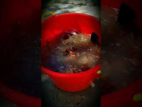 The crawfish washer