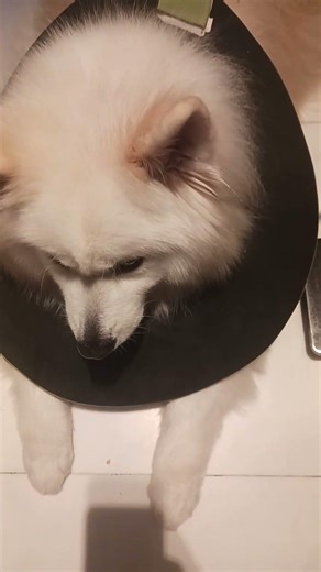 WHEN CABEE NEED AN ATTENTION AND ACCOMPANY #lovelydog #samoyedbreed #cutedog#shortsvideo