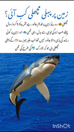 Meet the Ancient Fish🐳 amazing nature wildlife facts #fish #naturefacts #wildlife #nature #shorts