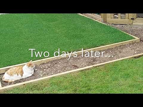 How to make a timber edged gravel path (and the easiest way to lay turf...)