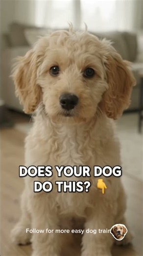 Stop Your Dog From Jumping on People — The Easy Way 🐾 #dogpsychology #dogbehavior