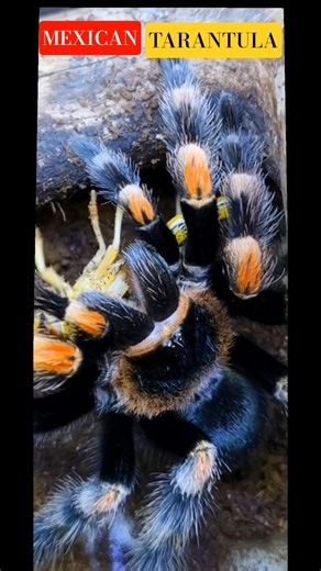 💯🕷💯MEXICAN Red Knee TARANTULA💯🕷💯