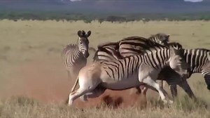 12K views · 295 reactions | Zebra Baby Crying When Mother Fight Male Zebra To Death To Protect Her | Animal Channel Videos | Facebook