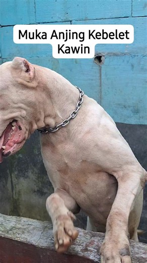 Muka Anjing Kebelet Kawin | Daniel Dedi Yusup