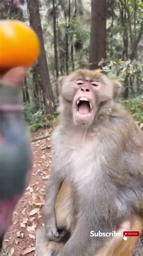 CORE MONKEY 🐒🤣 #monkey