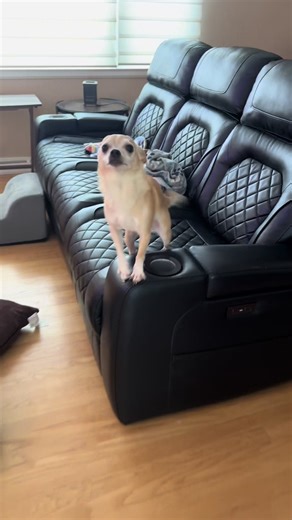 Tink: The Funny Chihuahua Encounter with Teletubbies