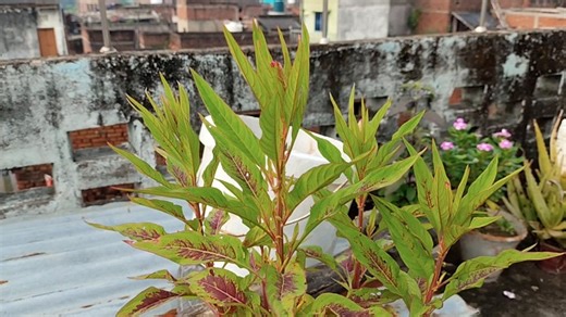 Plants, Terrace, Farming. Free Stock Video