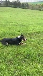 JED THE SHEEPDOG IS BACK AT WORK in farmer Richard’s daily update! | Hall Hill Farm