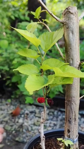Cleaning Mulberry Roots for Replanting | Easy Gardening Trick