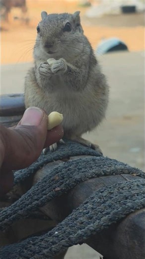 🐿🐿Squirrel eating food🐿🐿 #animallovers #squirrel #cute#animallife #wildlife