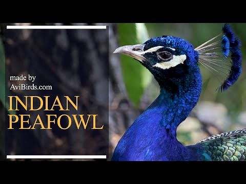 Indian Peafowl [Pavo Cristatus]