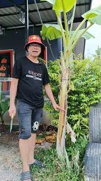 There are ways to make small banana plants like these grow bigger and produce larger bunches of b...