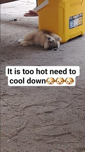 # dog peekapoo 🐕 mimi 😊