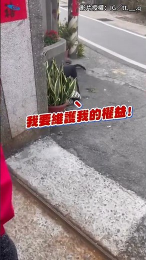 心愛的枕頭被阿嬤丟掉！歐告從垃圾推叼回狂奔：誰都別碰 #shorts