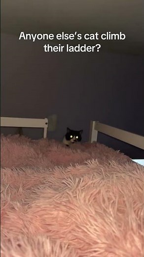 @c0ralz1: Imagine hearing scratching then THAT pop out at 2am #cat #catlover #kitty