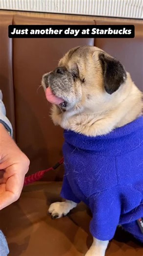 1.3K reactions · 14 shares | Zero beans, all whip, maximum chaos. Just call me Sir-Licks-A-Lot, Minister Of Dairy Affairs… #speakpug #pugs #pugsofinstagram #pugnation #pugstagram #pugoftheday #pugsnotdrugs #pugbasement @starbucksuk | Archie the Pug Star & Super Sister Sydney | Facebook