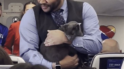 Runaway Kitty Charms Passengers on Thanksgiving Flight
