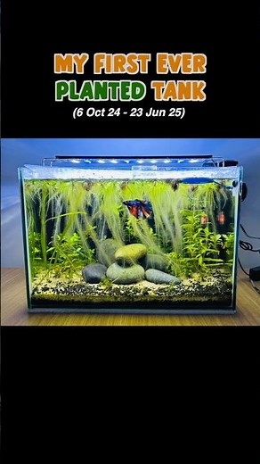 My First Ever Planted Tank 😍 | Aquarium | Tank #aquarium #fishtank #fishkeepinghobby #aquariumfish