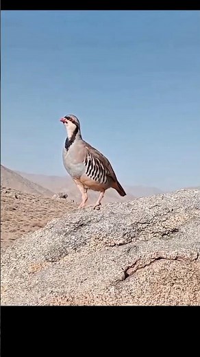 Quail Singing Like Never Before on a Rock! 🐦🔥