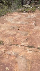 Hike to the 134 continuous steps of a Dino, completing a 270 degree turn, and all preserved in a sandstone shelf high above Ouray, CO. | Ouray Wild Outdoors | Facebook