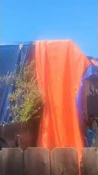 Tenting a house. #termites #termitecontrol #termitefumigation