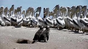Chile counts endangered Humboldt penguins