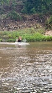 No hesitation. No rivals. No intruders tolerated… The Gijima male crossed the river, roaring as he drove the intruders Nkhulu out of his territory. This is no ordinary roar; it’s a call to challenge and battle, a warning, and a declaration of power. Not long ago, this male single-handedly drove four fully grown males off his territory.. An epic sighting by @jake_ryan47 📍 Sabi Sands, South Africa Photographer Credit:- @jake_ryan47 | Wild Lions