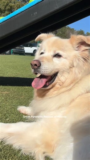 ✨ Last year, something extraordinary happened. ✨ 🐾 210 dogs adopted. 🐾 199 dogs were rescued from uncertain futures. These gentle giants lives changed — because people showed up. Our volunteers open their homes, rearrange their lives, drive the miles, sit through the vet visits, foster the “hard cases,” and love every dog like it’s their own. Without this incredible community of humans, none of this would be possible. No rescues. No adoptions. No second chances. If you’ve ever fostered, transp