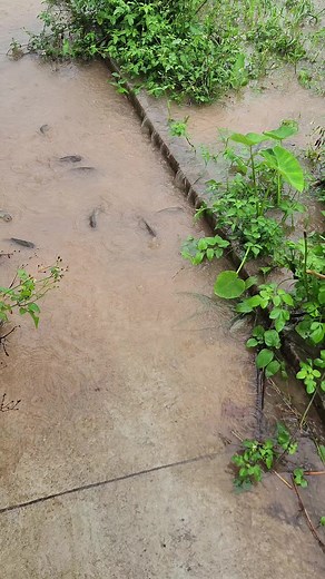 nhôm kính tăng giá chúng ta đi bắt cá rô nhà quê#nhaque