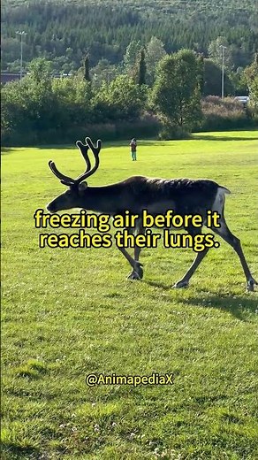Why Female Reindeer Have Antlers? #deer