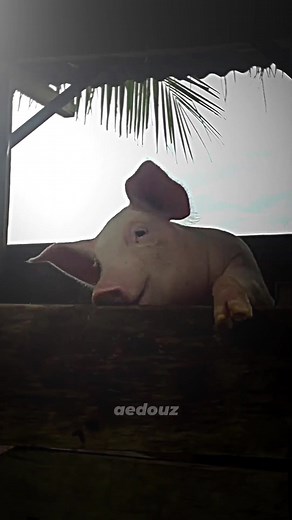 Cute Edits Compilation: From Serious to Adorable