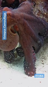 35K views · 431 reactions | Beautiful huge Octopus encounter swimming while changing color 撚 #octopus #octopuslove#viralvideoシ #viralshorts #underwaterlife #uwphotography #redsea #underwaterworld | Scuba Diving Holidays | Facebook