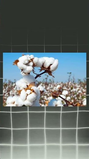 india most important agricultural #fact #agricultural #important