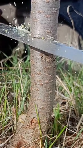 The Most Effective Cherry Tree Grafting Method | How to Do Cleft Cherry Grafting? #grafting #cherry #howtodo #agriculture #nature | Grafting World