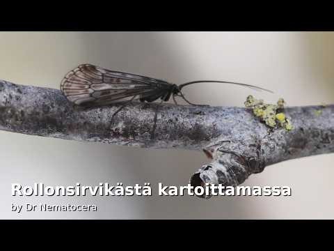 Rollonsirvikästä kartoittamassa keväthangilta