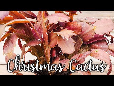 What Causes Christmas Cactus (Thanksgiving, Holiday) Leaves To Change Color? / JoyUsGarden